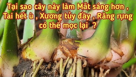 Tại sao cây này làm cho Mắt sáng hơn, Tai hết ù , Xương tủy đầy, Răng rụng có thể mọc lại  ?