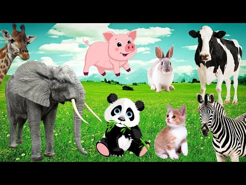 Sound of Familiar Animals: Elephant, Giraffe, Cow, Rabbit, Panda, Pig, Cat, Zebra and others...