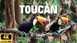 Jewel of the Jungle: The Keel Billed Toucan in 4K Close-ups. #birds #4kvideo #documentary
