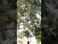 Mimi vlog viral mimi vlog trending Mimi vlog #vlog #minivlog #viral