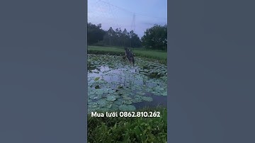 Vạc đóng lưới #Shotrts