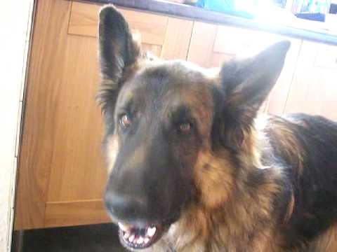 Beautiful German Shepherd Dog singing. - YouTube