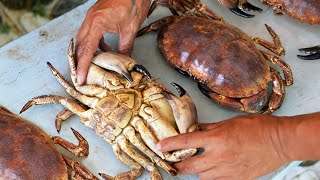 Vietnamese Street Food - DUNGENESS CRAB Mui Ne Seafood Vietnam