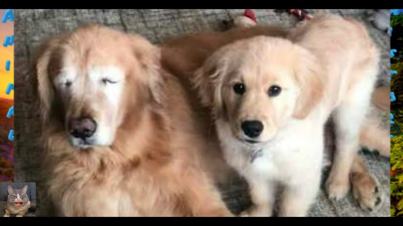 Щенок стал другом и поводырем для слепой собаки - YouTube