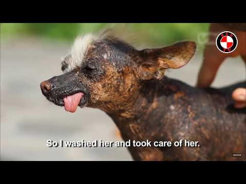 Video: Top 10 Luxe Dog-Lấy cảm hứng từ nhà cải tạo