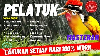 burung pelatuk bawang 10 jam sambung masteran lovebird ngekek