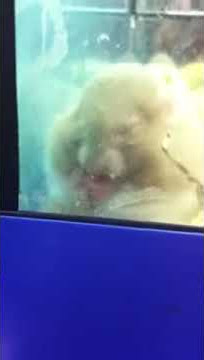 Hamsturbation