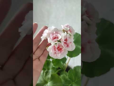 Ириол Eternite первое цветение молодого растения #герань #пеларгония