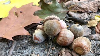 Foraging and processing acorns
