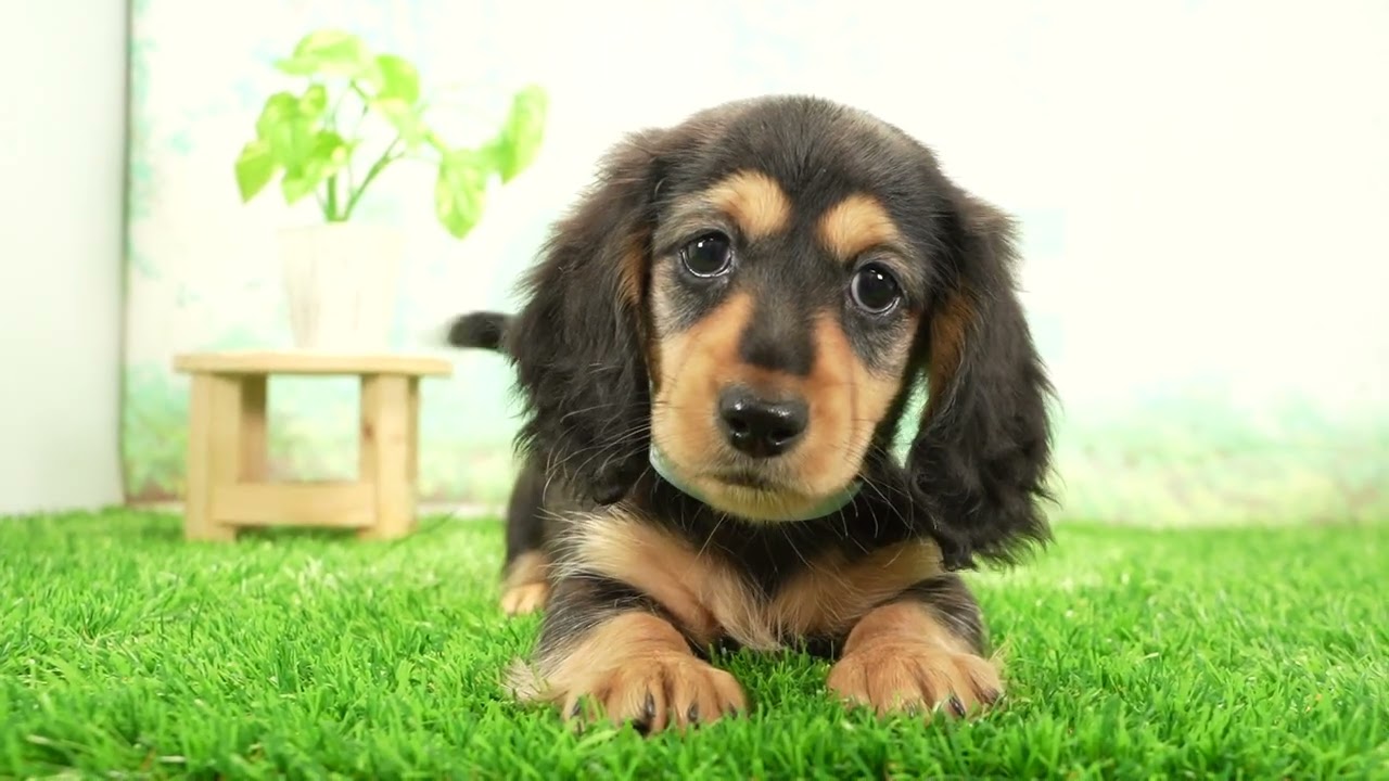 ペットショップcoo&riku No.00749904 Ｍ・ダックスフンド