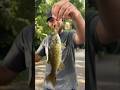 A day full of action at the creek#fishing #fish #bassfishing #smallmouthbass #largemouthbass