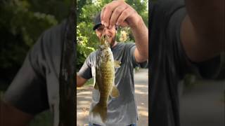 A day full of action at the creek#fishing #fish #bassfishing #smallmouthbass #largemouthbass