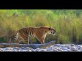 Tiger Roar  in the Wild