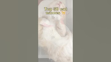 Top 50 cat names🐈 (boy and girl) #cat #catnames #cats #catlover #catshorts #catvideos #kitty #kitten