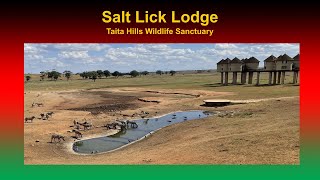 Kenya Info: Salt Lick Lodge (Taita Hills Wildlife Sancturay)