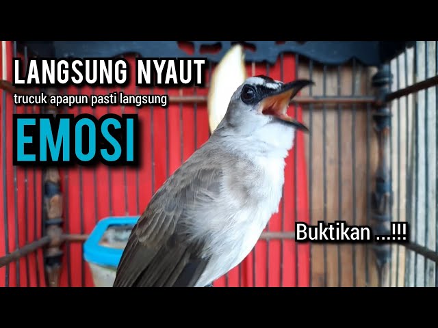 trucukan gacor TARUNG ROPEL ini buat pancingan trucukan agar bunyi jadikan burung trucuk gacor EMOSI class=