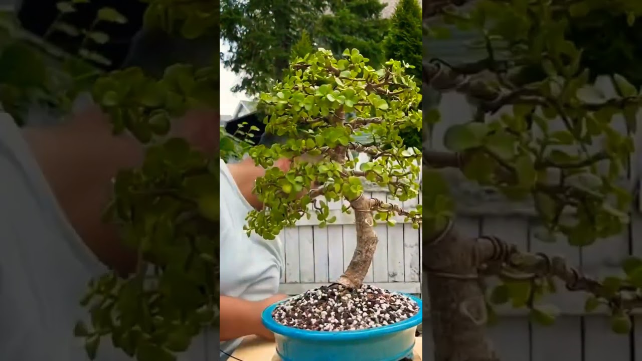  Bonsai YouTube
