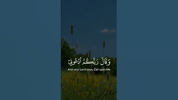 القارئ"على صلاح عمر، استوري قرآن
