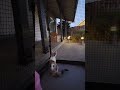 My Cat's Cutest Moments! What's YOUR Cat's Most Adorable Thing? ❤️