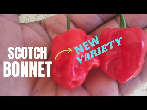 Video: Hur lång tid tar det att odla Scotch bonnet pepper?