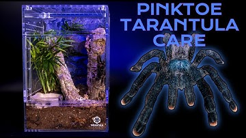 Pink Toe Tarantula Care Guide | Enclosure Set up  | Avicularia