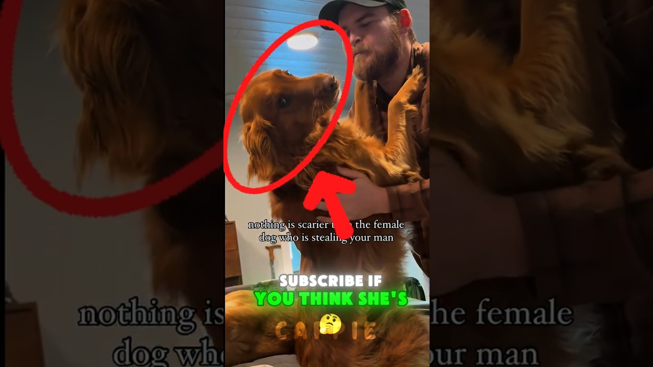 Dog thinks she's a DIVA proceeds to steals her moms MAN😆 