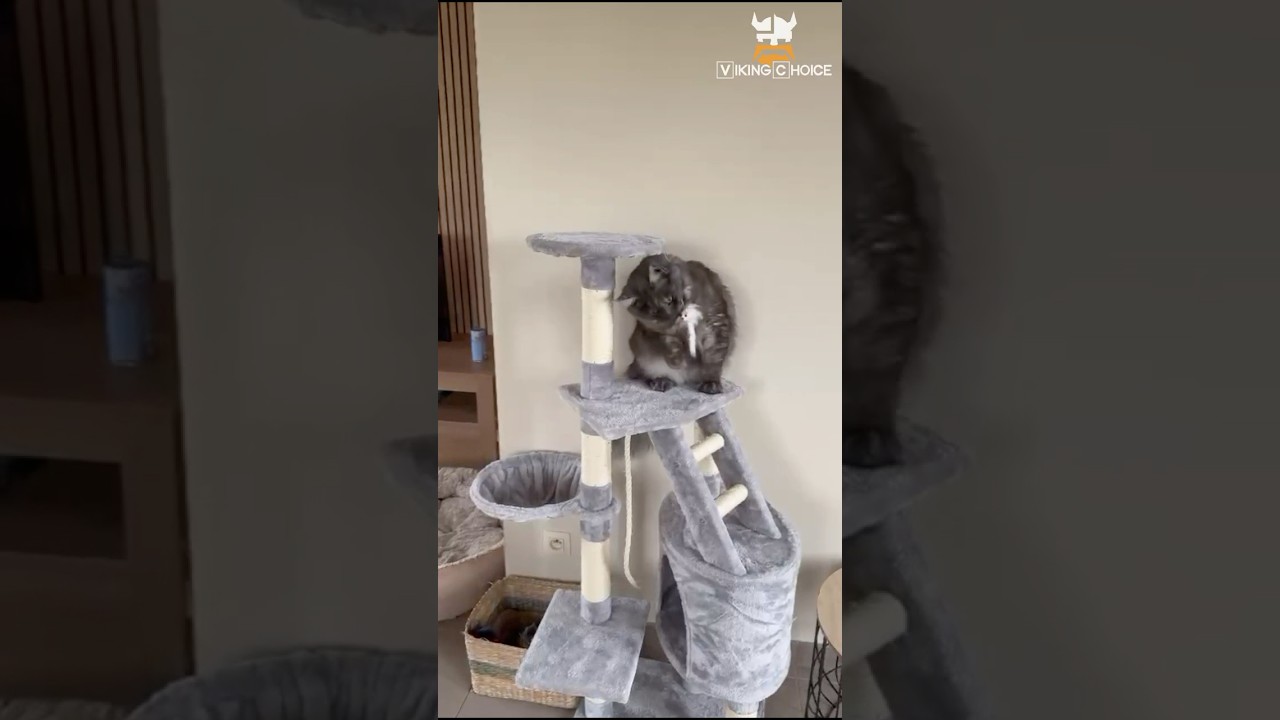 Viking Choice Cat Tree 117x79x50 cm - Multi-Level Scratching Post | Customer Video