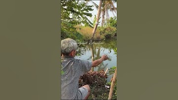 Câu cá rô đồng ở Miền Tây |Fishing and Relaxation| #fishing #mientay #câucá #giaitri