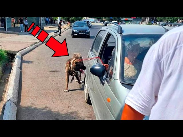 переобучу собаку и вернусь в