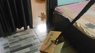 jb kitty naraz ho to kya kre??#youtubeshorts #catlover #cute #kittycat