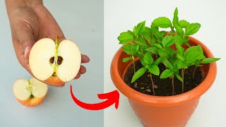 How to grow apple tree from seeds at home ? growing apple tree from seeds