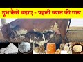 First time heifer  how to increase milk formula          