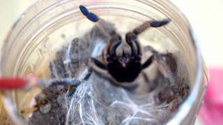 Ceratogyrus Marshalli Hissing