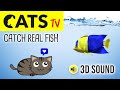 CATS TV - Catching Real FISH 🐠 3 HOURS (Game for Cats to Watch)