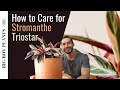 Stromanthe Triostar: How to Grow and Care for the Tricolor Prayer Plant