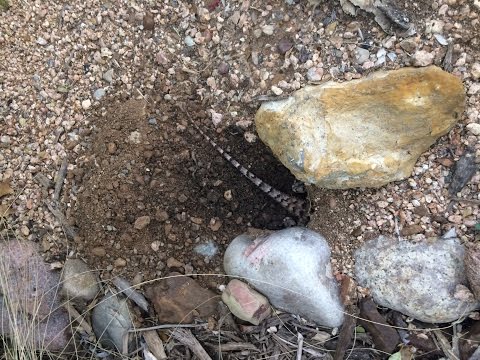 Texas Spiny Lizard Laying and Covering Eggs - 4-12-17