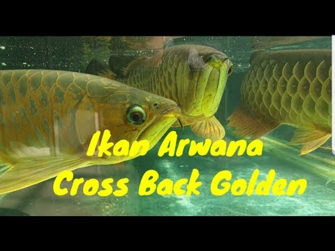 Ikan Arwana Cross Back Golden - YouTube