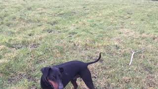 Eric the manchester terrier walkies by Jono hughes 584 views 6 years ago 1 minute, 10 seconds