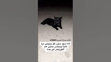 قط اسود بدون ظل يجيني للمرة الثانية عند الكورنيش في جدة 
