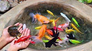 Catch colorful glofish, axolotl salamander, goldfish molly fish, small fish, koi, rtc fish, eel #76