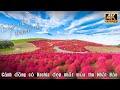 Có một nơi đẹp như tranh vẽ vào mùa thu Nhật Bản đó chính là đồi cỏ Kochia ở Hitachi Seaside Park