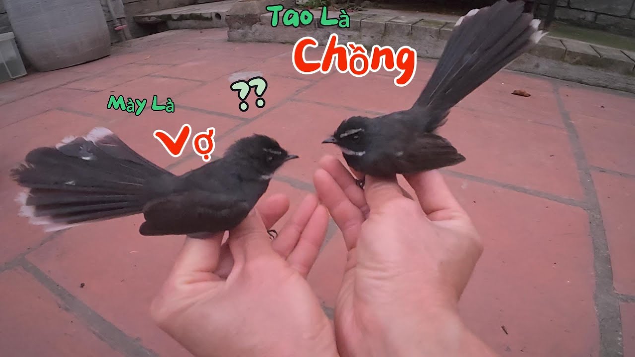 Phân Biệt Con Chim Sẻ Quạt - Con TRỐNG - Con MÁI - Quá Dễ Luôn | Yêu Chim Cảnh