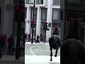 🐎Londoni kesklinnas tekitasid paanikat kaks lahtipääsenud hobust #postimees #london Reuters/Scanpix
