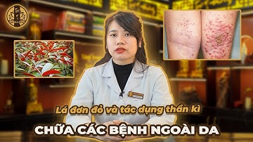 Lá đơn đỏ & tác dụng THẦN KÌ của nó đối với các bệnh ngoài da | TUỆ Y ĐƯỜNG