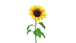 Copyright Free 3d Animated Sunflower Green Screen Effect | Chroma Key | Royalty Free |
