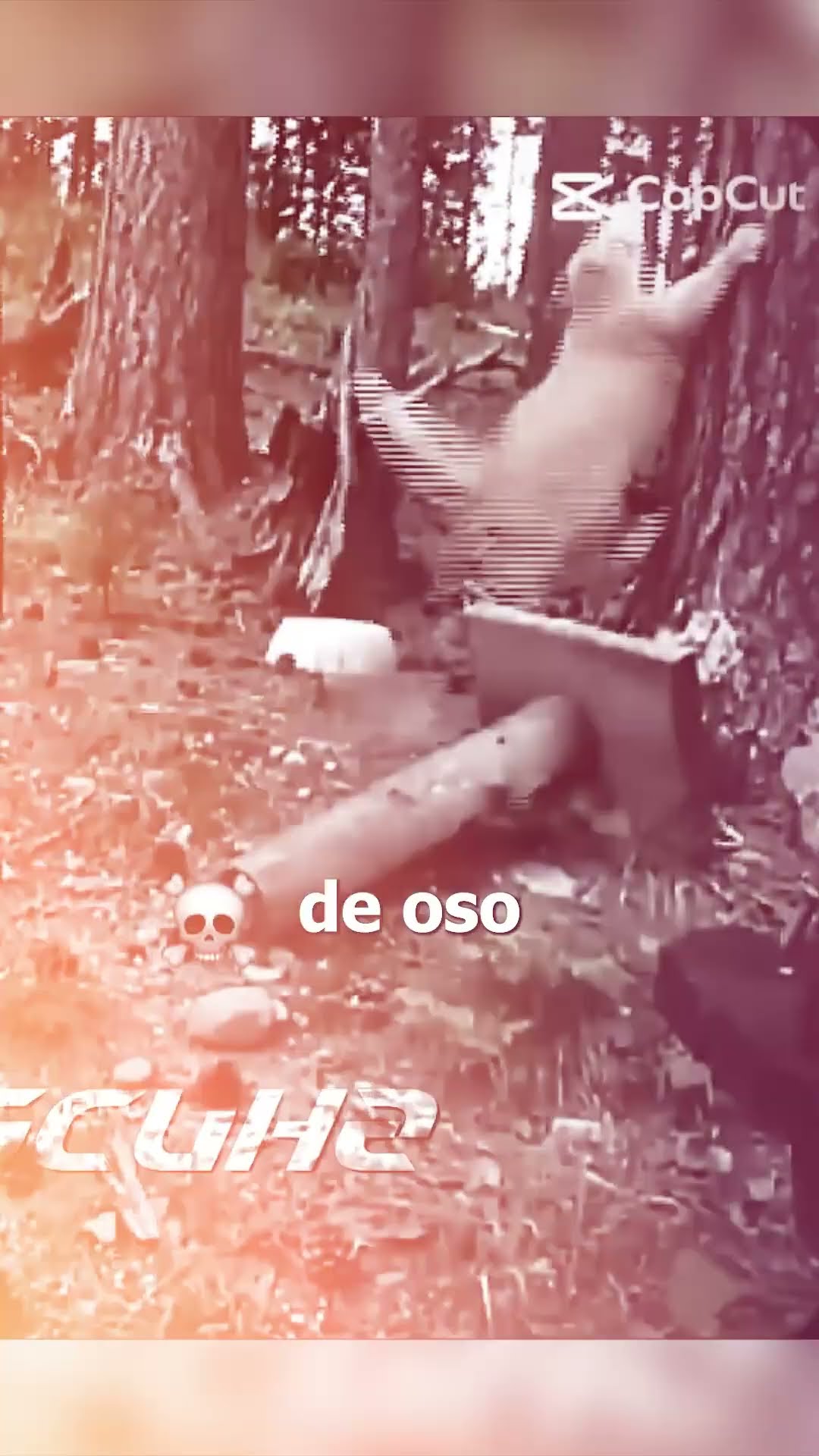 GATOS vs  PERROS?