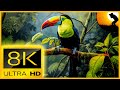 8K VIDEO (ULTRAHD) 120FPS NATURE RELAXATION VIDEO WILDLIFE ANIMALS AND BIRDS