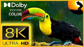 8K VIDEO ULTRA HD 120FPS NATURE RELAXATION VIDEO WILDLIFE ANIMALS AND BIRDS FOR 8K QLED TV