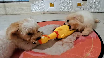 DOGS & PUPPIES 🐕🐈 A VERY happy morning of cute dogs 😍😘