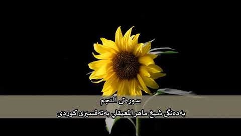 سوره‌تی النجم به‌ده‌نگی شیخ ماهر المعيقلي به‌ته‌فسیری کوردی